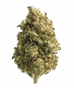 OZ Kush x Pineapple 41, yakıtımsı ve meyvemsi aromalarıyla öne çıkan Indica dominant bir türdür. Yüksek THC içeriğiyle derin rahatlama sağlar. Özelliklerini keşfedin.