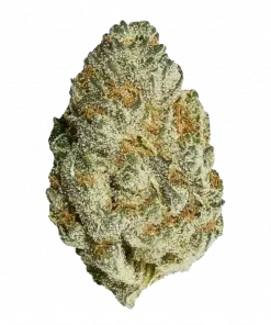 Pablo's Revenge, yakıtımsı aroması ve rahatlatıcı etkisiyle bilinen Indica baskın bir türdür. 'e varan THC içeriğiyle öne çıkar. Etkilerini keşfedin.