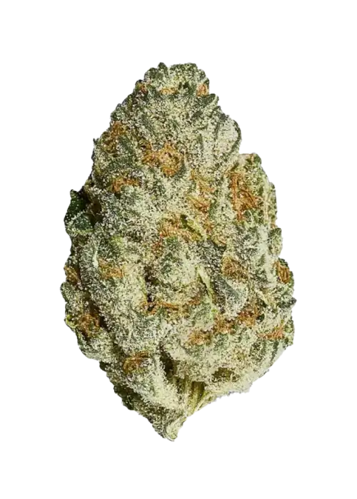 Pablo's Revenge, yakıtımsı aroması ve rahatlatıcı etkisiyle bilinen Indica baskın bir türdür. 'e varan THC içeriğiyle öne çıkar. Etkilerini keşfedin.