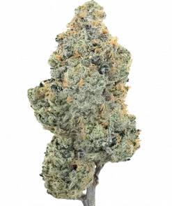 Pacific Breeze, üzümlü gazoz aroması ve dengeli etkisiyle bilinen bir hibrit türdür. -27 THC içerir. Bu eşsiz türü keşfedin ve özelliklerini görüntüleyin.