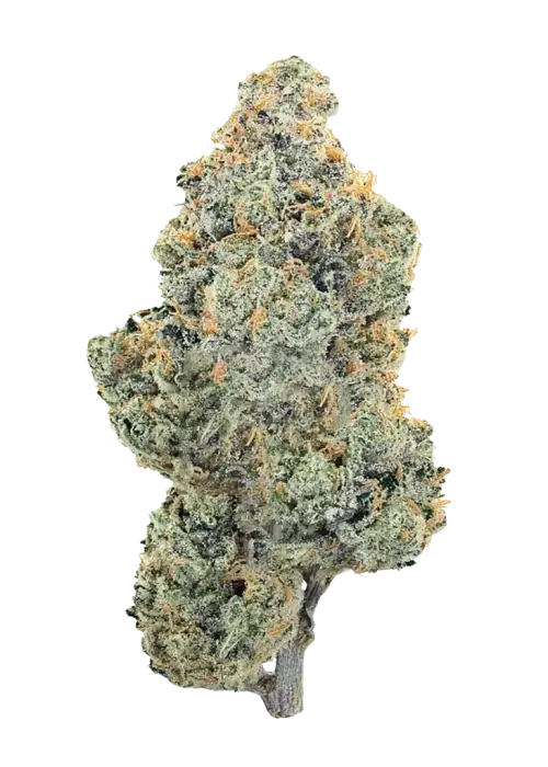 Pacific Breeze, üzümlü gazoz aroması ve dengeli etkisiyle bilinen bir hibrit türdür. -27 THC içerir. Bu eşsiz türü keşfedin ve özelliklerini görüntüleyin.