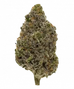 Backpackboyz Paint Thinner, sert yakıtımsı aroması ve yüksek THC içeriğiyle öne çıkan bir hybrid türüdür. Eşsiz genetik yapısını keşfedin ve etkilerini görüntüleyin.