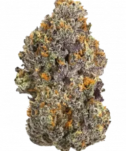 Pakistani Cherry, kiraz aromaları ve dengeli THC içeriğiyle öne çıkan bir hibrit türdür. Rahatlatıcı etkileriyle bilinen bu türü keşfedin.