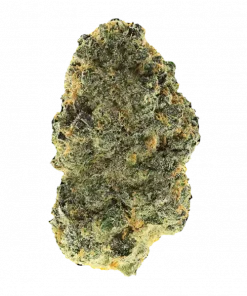 Pakistani Chitral Kush, tatlı meyve aromaları ve güçlü rahatlatıcı etkisiyle bilinen saf bir Indica türüdür. Bu eşsiz türün genetik yapısını keşfedin.