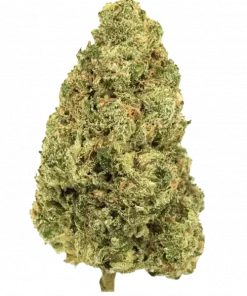 Pakistani Lemons, sert yakıtımsı notaları ve dengeli etkisiyle öne çıkan hibrit bir türdür. Anksiyete ve stres için ideal. Genetik yapısını keşfedin.