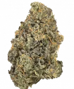 Pakistan OG, yakıtımsı aroması ve 'e varan THC içeriğiyle öne çıkan bir türdür. Derin rahatlama ve potansiyel faydalarını keşfedin.