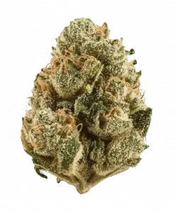 Panama Red, tropikal aromaları ve enerjik etkileriyle bilinen, efsanevi bir Sativa türüdür. Uzun çiçeklenme süresine rağmen eşsiz deneyimi keşfedin.