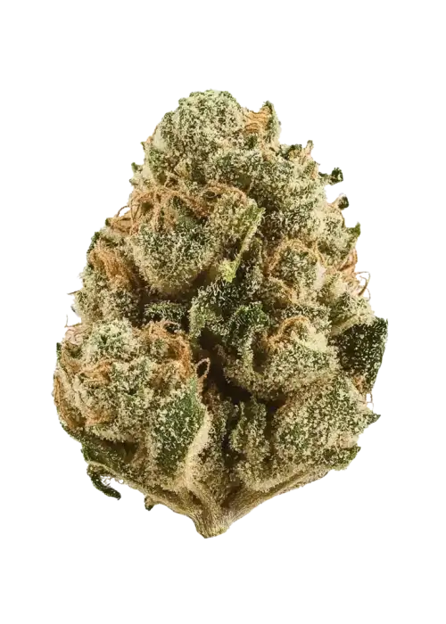 Panama Red, tropikal aromaları ve enerjik etkileriyle bilinen, efsanevi bir Sativa türüdür. Uzun çiçeklenme süresine rağmen eşsiz deneyimi keşfedin.