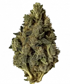 Pandora's Box, narenciye aromaları ve enerji veren etkisiyle öne çıkan dengeli bir hibrit türdür. Orta seviyedeki THC içeriğiyle idealdir. Özelliklerini keşfedin.