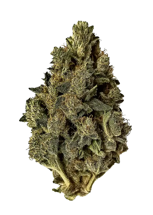 Pandora's Box, narenciye aromaları ve enerji veren etkisiyle öne çıkan dengeli bir hibrit türdür. Orta seviyedeki THC içeriğiyle idealdir. Özelliklerini keşfedin.