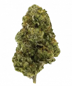 Papa Şirin, yaban mersini aromalı ve yüksek THC'li Sativa dominant türdür. Odaklanmayı artıran ve rahatlatan etkileri keşfedin. Hemen görüntüleyin.