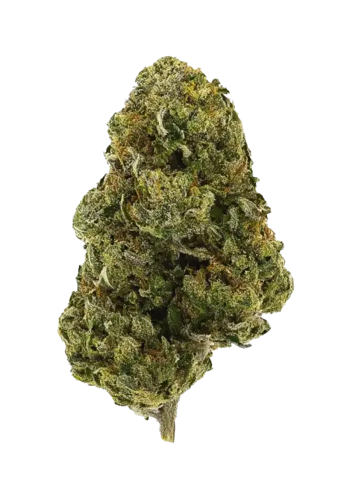 Papa Şirin, yaban mersini aromalı ve yüksek THC'li Sativa dominant türdür. Odaklanmayı artıran ve rahatlatan etkileri keşfedin. Hemen görüntüleyin.