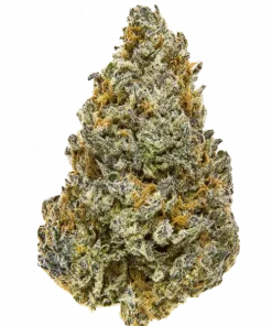 Papaya Cheese, keskin peynir aroması ve öforik etkileriyle bilinen dengeli bir hibrit türdür. Anksiyete ve stresi azaltmaya yardımcı olabilir. Özelliklerini keşfedin.