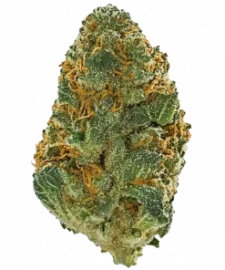 Papaya Cookies Auto, tropikal meyve aromaları ve 'a varan THC içeriğiyle dikkat çeken Sativa dominant bir türdür. Hızlı çiçeklenme süresiyle öne çıkar. Özelliklerini keşfedin.