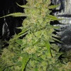 Papaya Cookies ™ Auto Fem Esrar Tohumu (Fast Buds)