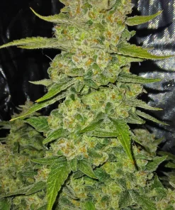 Papaya Cookies ™ Auto Fem Esrar Tohumu (Fast Buds)
