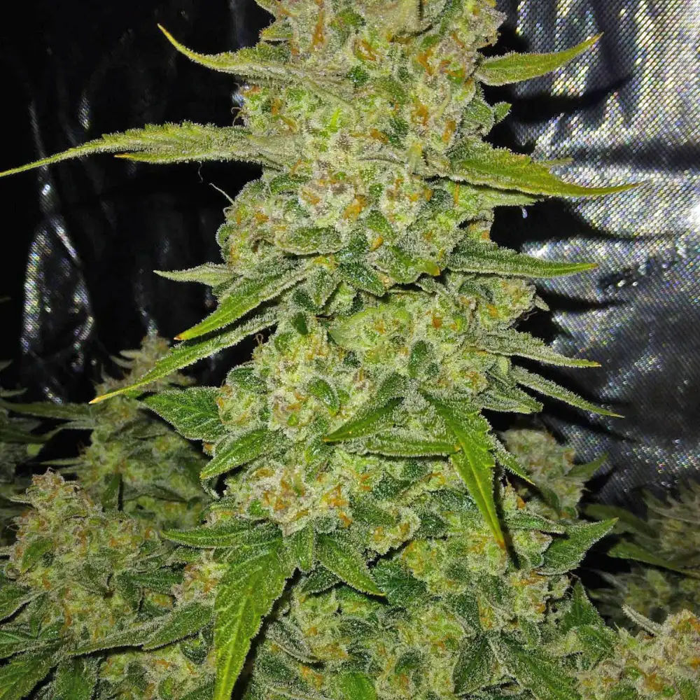 Papaya Cookies ™ Auto Fem Esrar Tohumu (Fast Buds)
