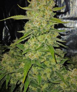 Papaya Cookies ™ Auto Fem Esrar Tohumu (Fast Buds)