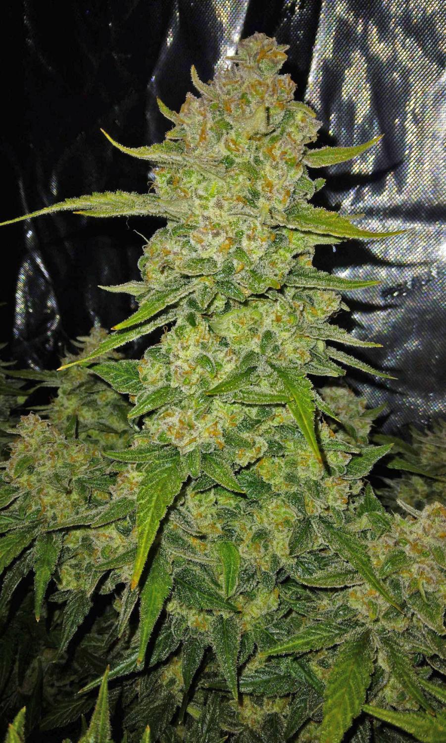 Papaya Cookies ™ Auto Fem Esrar Tohumu (Fast Buds)