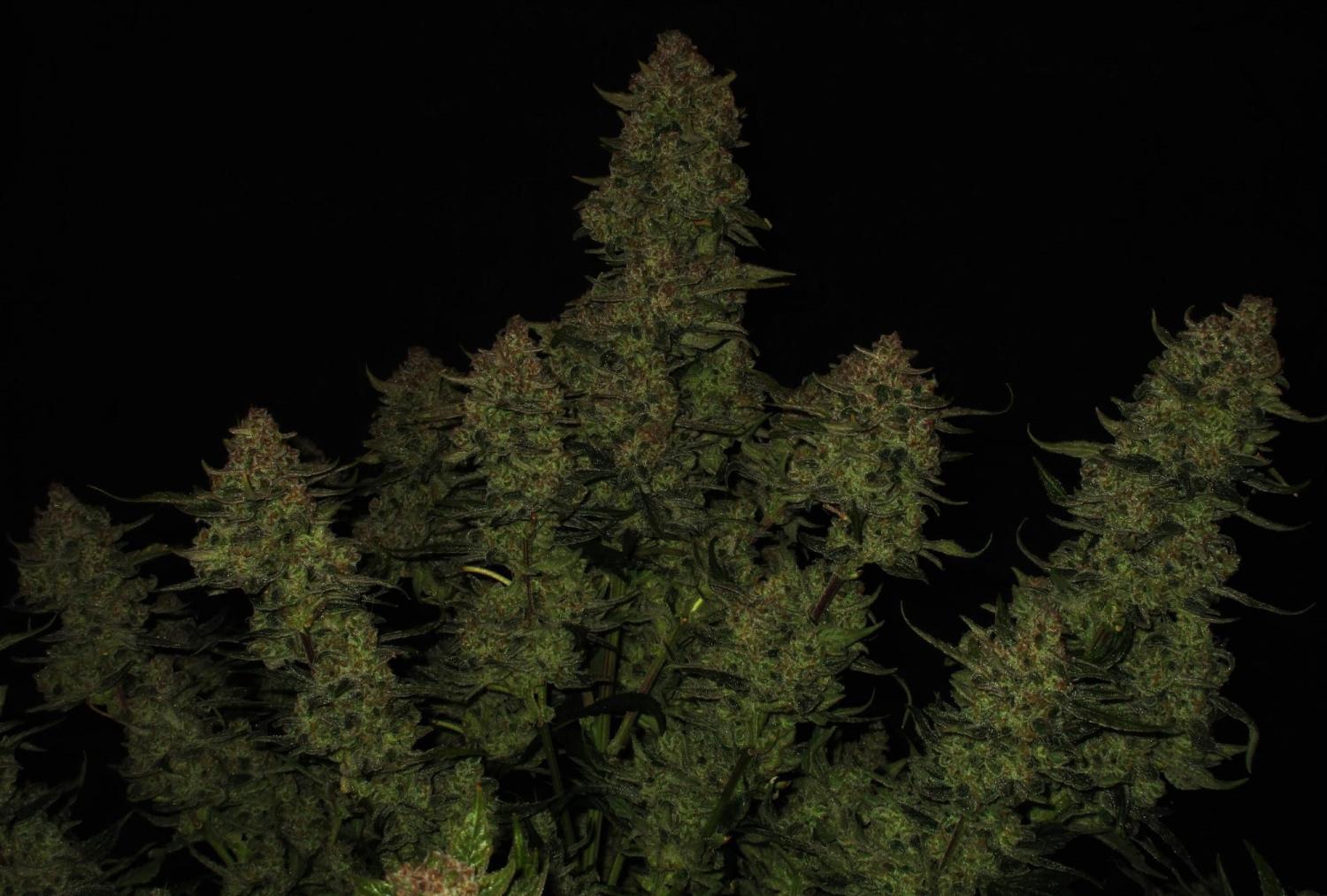 Papaya Cookies ™ Auto Fem Esrar Tohumu (Fast Buds)