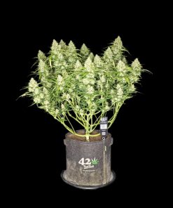 Papaya Cookies ™ Auto Fem Esrar Tohumu (Fast Buds)