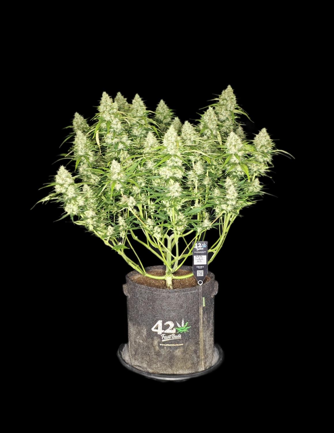 Papaya Cookies ™ Auto Fem Esrar Tohumu (Fast Buds)