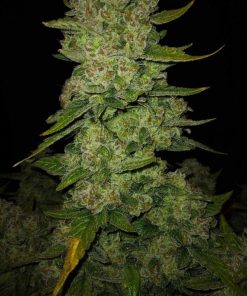 Papaya Cookies ™ Auto Fem Esrar Tohumu (Fast Buds)