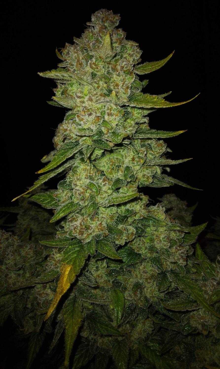 Papaya Cookies ™ Auto Fem Esrar Tohumu (Fast Buds)