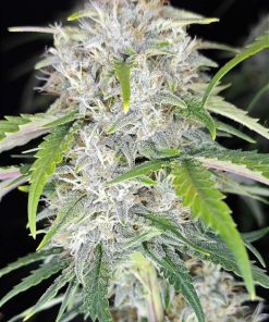 Papaya Cookies ™ Auto Fem Esrar Tohumu (Fast Buds)