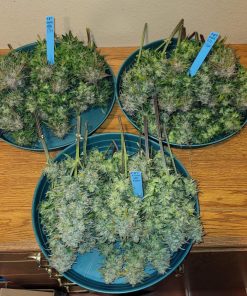 Papaya Cookies ™ Auto Fem Esrar Tohumu (Fast Buds)