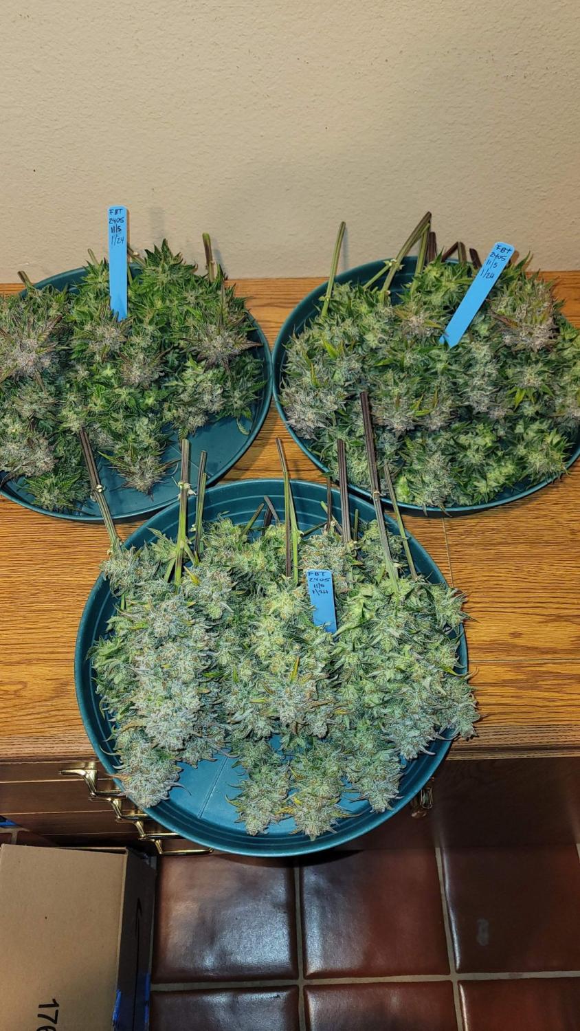 Papaya Cookies ™ Auto Fem Esrar Tohumu (Fast Buds)