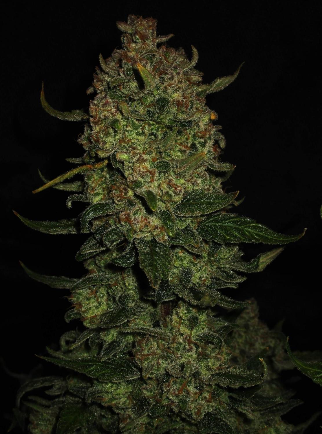 Papaya Cookies ™ Auto Fem Esrar Tohumu (Fast Buds)