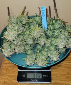 Papaya Cookies ™ Auto Fem Esrar Tohumu (Fast Buds)