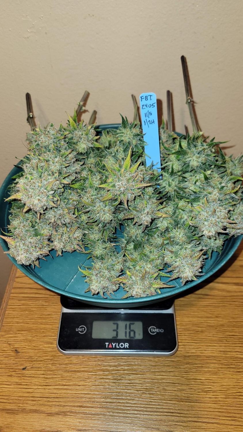 Papaya Cookies ™ Auto Fem Esrar Tohumu (Fast Buds)