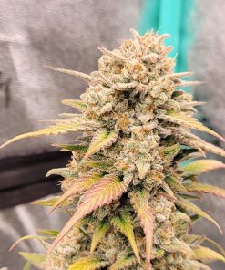 Papaya Cookies ™ Auto Fem Esrar Tohumu (Fast Buds)