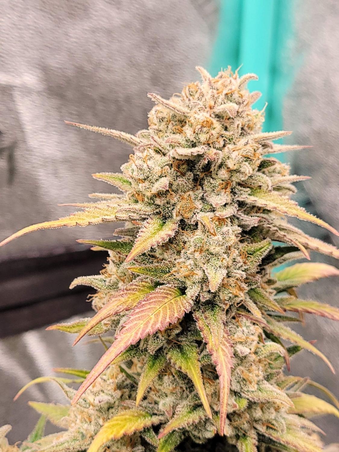 Papaya Cookies ™ Auto Fem Esrar Tohumu (Fast Buds)