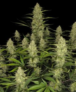 Papaya Cookies ™ Auto Fem Esrar Tohumu (Fast Buds)