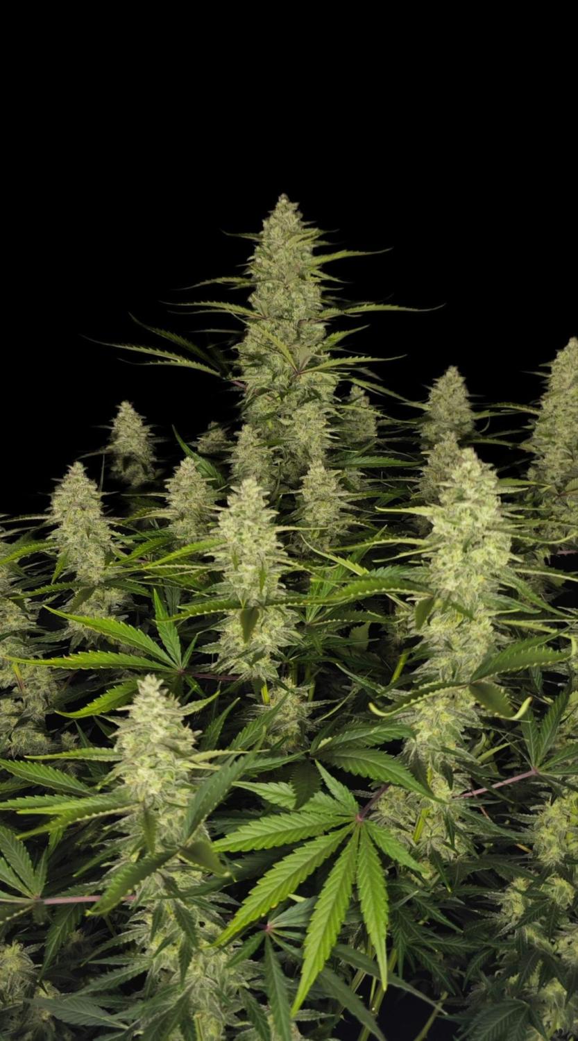 Papaya Cookies ™ Auto Fem Esrar Tohumu (Fast Buds)