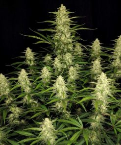 Papaya Cookies ™ Auto Fem Esrar Tohumu (Fast Buds)