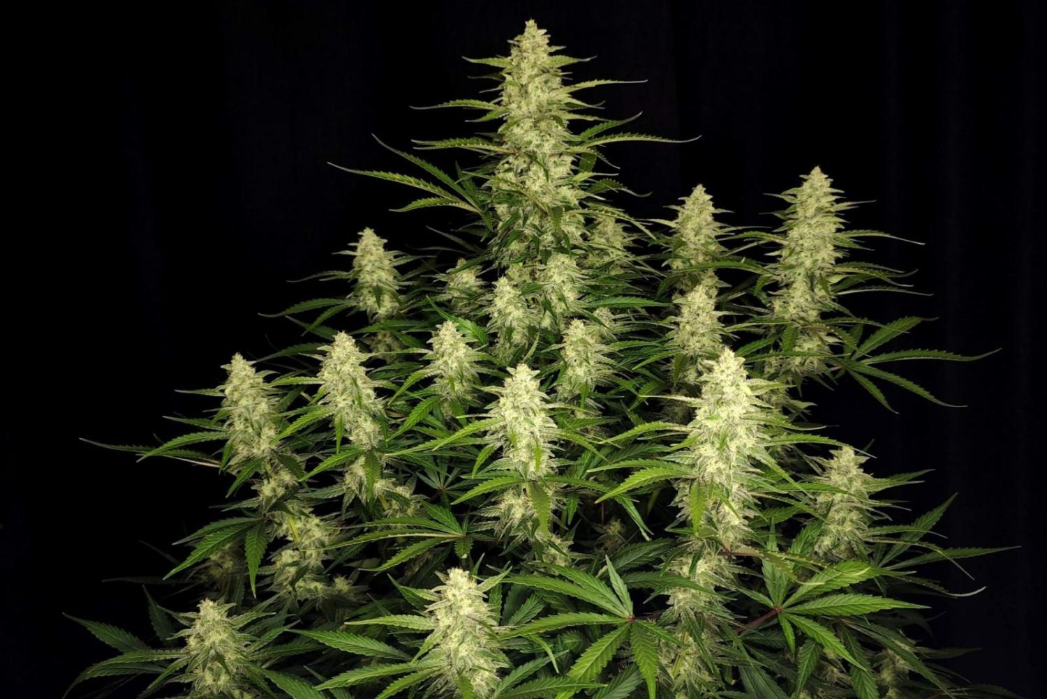 Papaya Cookies ™ Auto Fem Esrar Tohumu (Fast Buds)