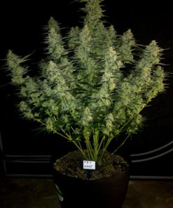 Papaya Cookies ™ Auto Fem Esrar Tohumu (Fast Buds)