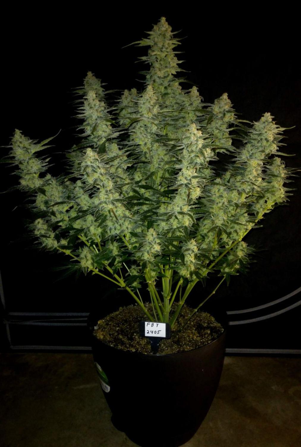 Papaya Cookies ™ Auto Fem Esrar Tohumu (Fast Buds)