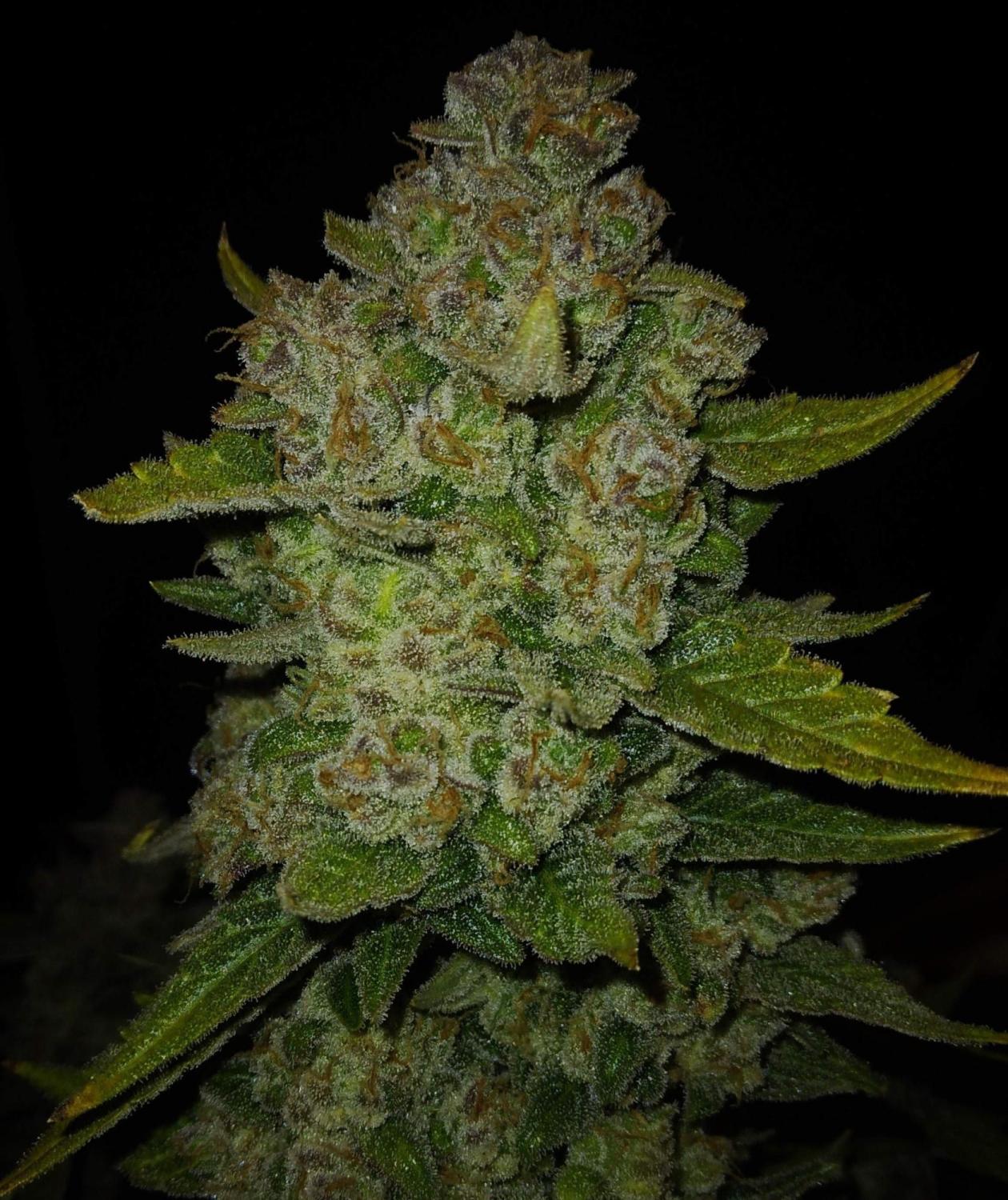 Papaya Cookies ™ Auto Fem Esrar Tohumu (Fast Buds)