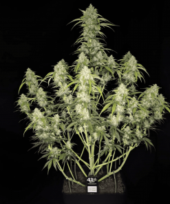 Papaya Cookies ™ Auto Fem Esrar Tohumu (Fast Buds)