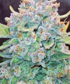 Papaya Cookies ™ Auto Fem Esrar Tohumu (Fast Buds)