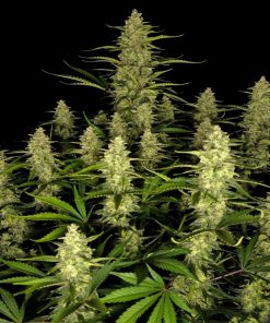 Papaya Cookies ™ Auto Fem Esrar Tohumu (Fast Buds)