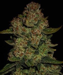 Papaya Cookies ™ Auto Fem Esrar Tohumu (Fast Buds)