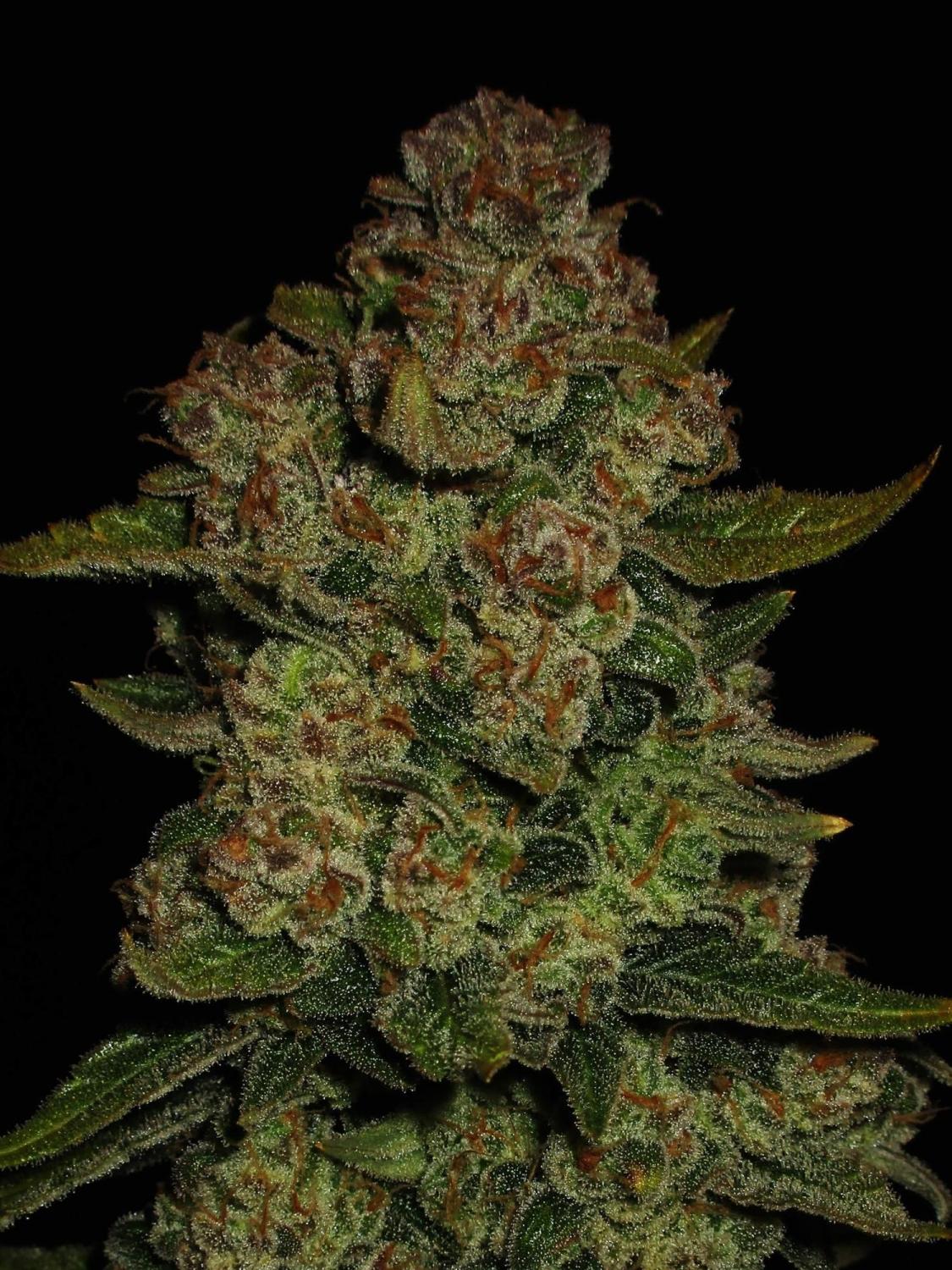 Papaya Cookies ™ Auto Fem Esrar Tohumu (Fast Buds)