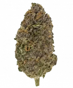 Papaya Runtz, tatlı meyve aromaları ve yüksek THC içeriğiyle bilinen indica dominant bir türdür. Rahatlatıcı etkileriyle öne çıkar. Özelliklerini keşfedin.