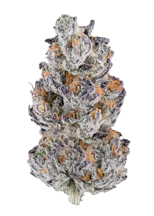 Papaya x Hollywood, tatlı mango aroması ve 'e varan THC içeriğiyle öne çıkan hibrit bir türdür. Yüksek verim potansiyeliyle bu türü keşfedin.